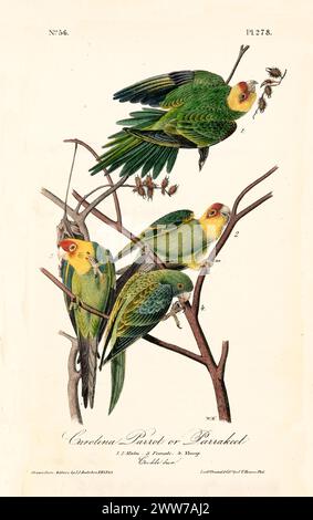 Oiseaux colorés perchés sur de fines branches, interagissant avec des fruits groupés, entourés de feuillage vert doux. Par J.J. Audubon : Birds of America, 1840 Banque D'Images
