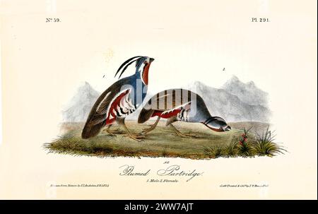 Ancienne illustration gravée de perdrix à plumes (Oreortyx pictus). Par J.J. Audubon : Birds of America, Philadelphie, 1840 Banque D'Images