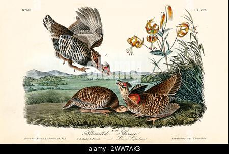 Ancienne illustration gravée de tétras pinnés (Tympanuchus cupido). Par J.J. Audubon : Birds of America, Philadelphie, 1840 Banque D'Images