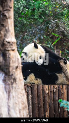 Pandas géants à Chengdu, Chine Banque D'Images