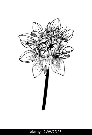 Illustration d'encre noire vectorielle. Fleur de Dahlia dessinée à l'encre à la main. Isolé sur fond blanc Banque D'Images