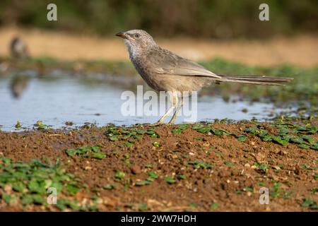 Babbler arabe près de l'eau le babbler arabe (Argya squamiceps) est un oiseau passereau. C'est un oiseau résident de nidification communautaire de broussailles arides dans le M. Banque D'Images