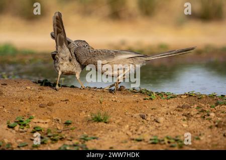 Babbler arabe près de l'eau le babbler arabe (Argya squamiceps) est un oiseau passereau. C'est un oiseau résident de nidification communautaire de broussailles arides dans le M. Banque D'Images