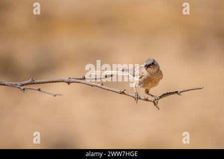 Babbler arabe sur le sol le babbler arabe (Argya squamiceps) est un oiseau passereau. C'est un oiseau résident de nidification communautaire de broussailles arides en th Banque D'Images