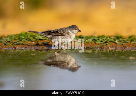 Paruline barrée près de l'eau la Paruline barrée (Curruca nisoria) est une paruline typique qui se reproduit dans les régions tempérées du centre et de l'est de l'Europ Banque D'Images
