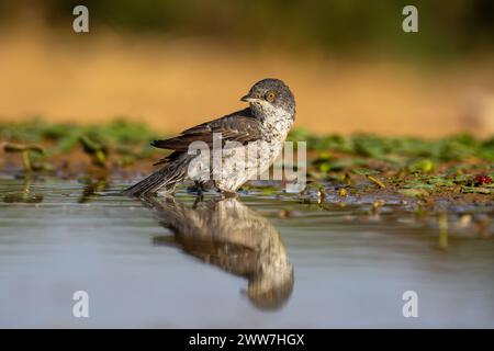 Paruline barrée près de l'eau la Paruline barrée (Curruca nisoria) est une paruline typique qui se reproduit dans les régions tempérées du centre et de l'est de l'Europ Banque D'Images