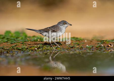 Paruline barrée près de l'eau la Paruline barrée (Curruca nisoria) est une paruline typique qui se reproduit dans les régions tempérées du centre et de l'est de l'Europ Banque D'Images