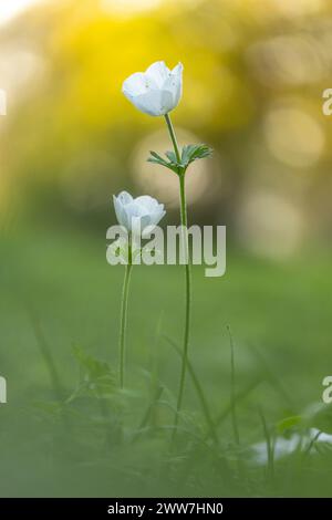 Gros plan d'une coronaria d'anémone blanche (anémone coquelicot). Cette fleur sauvage peut apparaître en plusieurs couleurs. Principalement rouge, violet, bleu et blanc photographié Banque D'Images