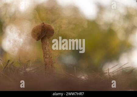 Battarrea phalloides, également connu sous ses noms communs tels que Sandy stilt-Ball ou Desert Stalked puffball, est une espèce rare de champignons de la région Banque D'Images