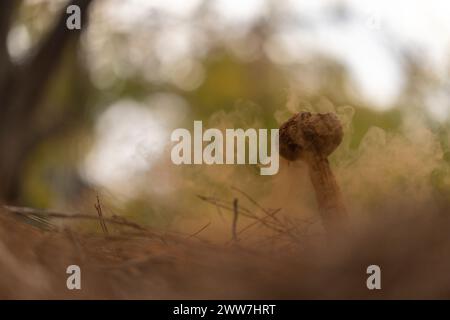 Battarrea phalloides, également connu sous ses noms communs tels que Sandy stilt-Ball ou Desert Stalked puffball, est une espèce rare de champignons de la région Banque D'Images