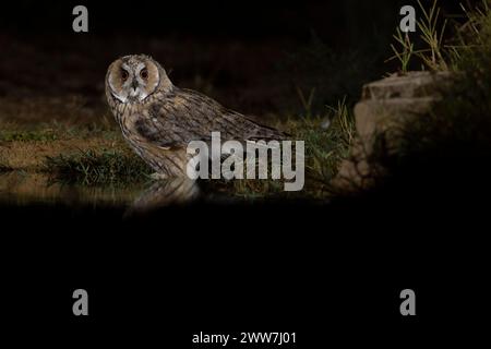 Chouette à longues oreilles (Asio otus) au sol. Ce hibou habite les bois près de la campagne dans tout l'hémisphère nord. C'est strictement nocturne an Banque D'Images