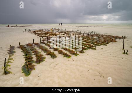 Culture d'algues sur la rive orientale de Zanzibar Banque D'Images