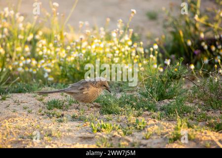 Babbler arabe sur le sol le babbler arabe (Argya squamiceps) est un oiseau passereau. C'est un oiseau résident de nidification communautaire de broussailles arides en th Banque D'Images