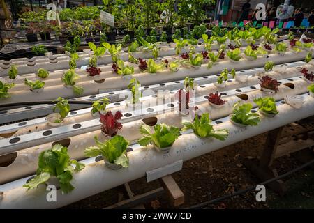 Culture de la laitue dans une serre hydro solaire hydroponique est un type d'horticulture et un sous-ensemble de l'hydroculture qui implique la culture de plantes, sans Banque D'Images
