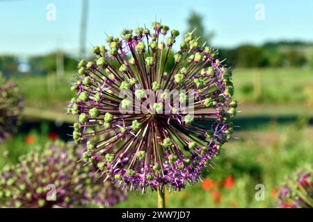 Gros plan de la boule de fleur d'oignon hollandais teintée de vert violet sur la photo. Banque D'Images