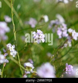 Erucaria rostrata Erucaria est un genre de plantes à fleurs de la famille des Brassicaceae, communément appelées moutarde rose. Photographié à Har Amasa (Mont Banque D'Images