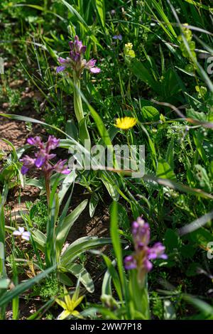 Anacamptis papilionacea (anciennement Orchis papilionacea) Orchidée papillon rose photographiée à Har Amasa (Mont Amasa), Israël au printemps février Banque D'Images