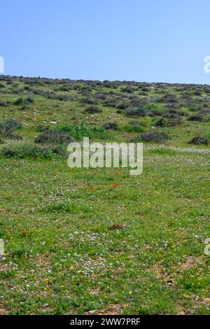 Har Amasa (Mont Amasa), Israël au printemps dans le sud d'Israël. Situé près de la forêt de Yatir à 20 kilomètres au sud d'Hébron et à 14 kilomètres au nord-ouest Banque D'Images