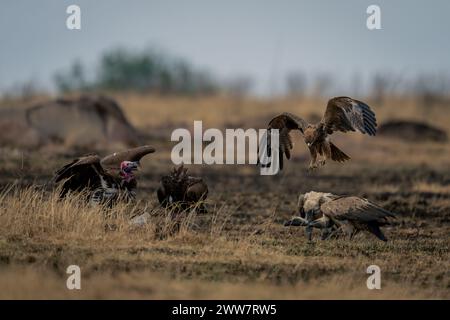 Aigle Tawny approchant des vautours à dos blanc et à face de lappet Banque D'Images