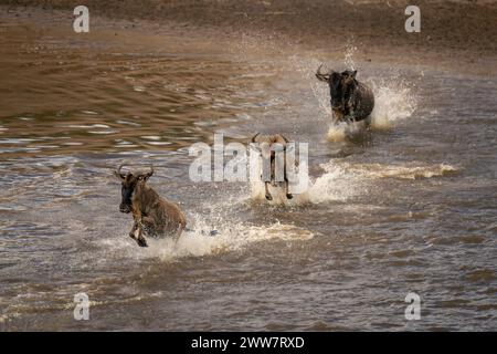 Trois gnous bleus galopant dans les eaux peu profondes Banque D'Images