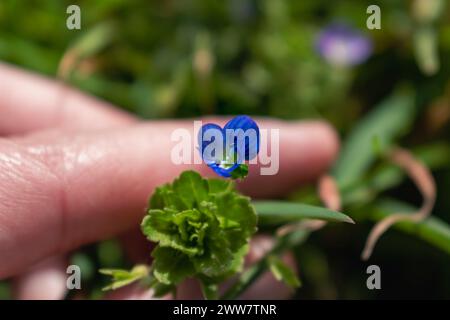 Veronica persica ou fleur speedwell oeil d'oiseau au printemps sont de petites fleurs bleu vif Banque D'Images