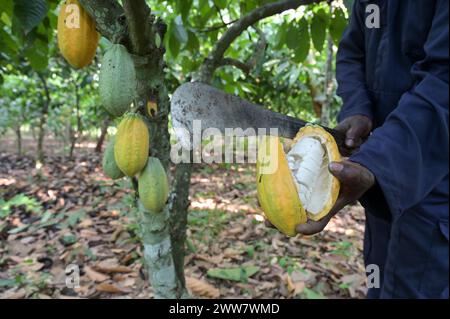 GHANA, Suhum, petite ferme de cacao biologique, récolte de cacao, les gousses de cacao sont ouvertes et les fèves seront fermentées pendant sept jours / GHANA, Suhum, Kleinbauern BEI Bio Kakao Ernte, die Kakaofrüchte werden geöffnet und die frischen Kakaobohnen werden für sieben Tage fermentiert Banque D'Images