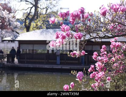 Vienne. 19 mars 2024. Cette photo prise le 19 mars 2024 montre des fleurs en fleurs dans un parc de Vienne, en Autriche. Crédit : HE Canling/Xinhua/Alamy Live News Banque D'Images