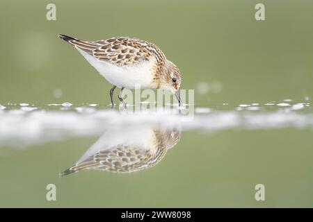 À la chasse dans la zone humide, portrait d'art de petit séjour (Calidris minuta) Banque D'Images