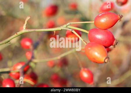 Trois baies de rose musquée rouges en gros plan sur le fond d'un arbuste de rose musquée en automne Banque D'Images