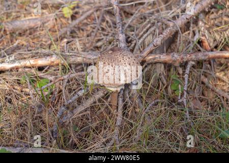 Un petit champignon forestier poussait au pied d'un conifère. Mise au point sélective avec faible profondeur de champ. Banque D'Images