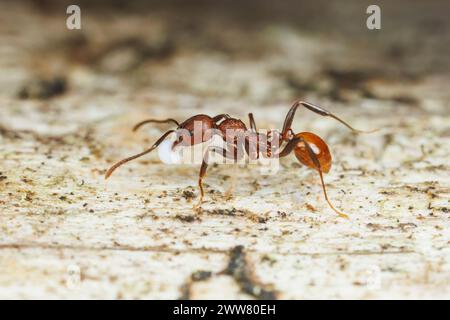 Un travailleur de fourmis à taille épine (Aphaenogaster tennesseensis) déplace un œuf non éclos. Banque D'Images