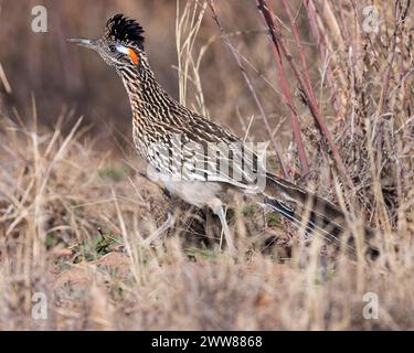 Un plus grand Roadrunner chasse pour un repas dans les chardons et les herbes. Banque D'Images