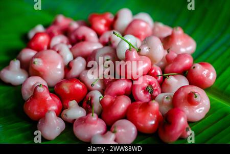Pomme rose rouge sur fond vert. Banque D'Images