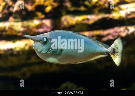Vue rapprochée de Unicornfish ou Surgeonfish dans l'aquarium marin. Banque D'Images