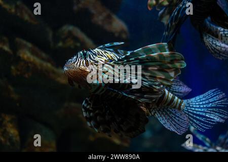 Portrait d'un poisson-lion, ou luciole du diable, nageant sur une eau bleue. Banque D'Images