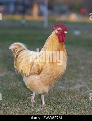 Poussette en libre-service Orpington poulet coq qui est jaune vif et orange marchant sur les pâturages herbeux d'une ferme biologique gérée sans cruauté près de Raefo Banque D'Images