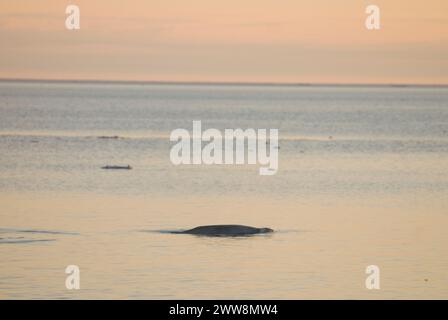 Béluga, Delphinapterus leucas, adulte dans un plomb ouvert au milieu de la banquise pendant la migration printanière, brouette de mer de Chukchi, Alaska Banque D'Images