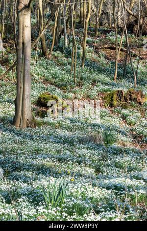 Un tapis de gouttes de neige dans la forêt autour de Balcarres Estate près de Colinsburgh, Fife, Écosse. Banque D'Images