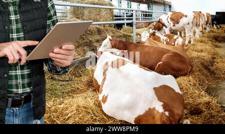 Contrôle de la qualité ferme laitière ou bio de bœuf. Agriculteur se tient à côté de vaches couchées et en utilisant une tablette numérique. Banque D'Images