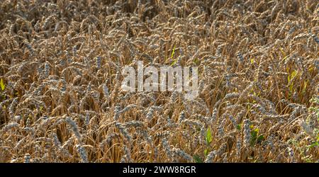 Épillets de blé dans le champ, automne, récolte Banque D'Images