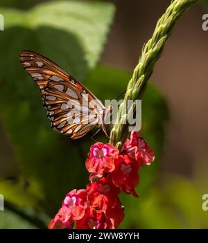 Un grand papillon du Golfe Fritillary sur une tige verte au Costa Rica Banque D'Images