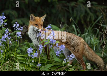 fox parmi les cloches bleues Banque D'Images