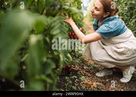 Gros plan d'une jeune agricultrice attrayante vérifiant les fruits mûrs des tomates noires. Une charmante femme souriante en vêtements décontractés travaille sur un agricul Banque D'Images