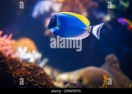 Poisson chirurgien bleu poudré en mer Banque D'Images