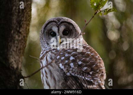 Superbe hibou barré dans un arbre. Banque D'Images