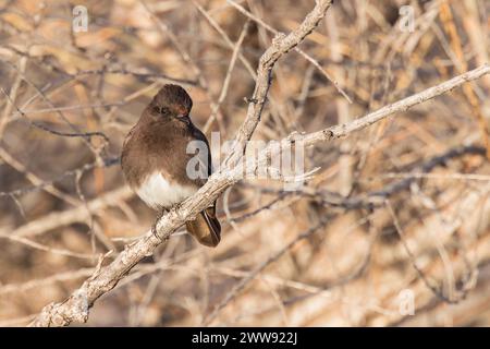 Une Phoebe noire se perche dans la lumière du soir. Banque D'Images