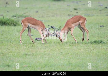 Deux jeunes Impala mâles (Aepyceros melampus) luttant pour établir une position dans un troupeau mâle. Seul le mâle dominant peut contester un taureau reproducteur Banque D'Images