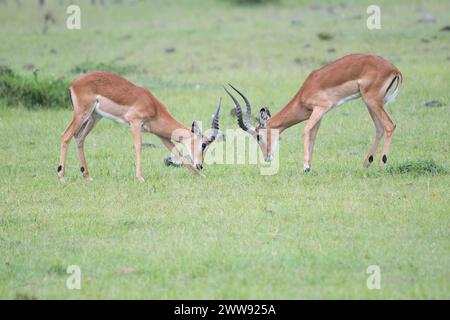 Deux jeunes Impala mâles (Aepyceros melampus) luttant pour établir une position dans un troupeau mâle. Seul le mâle dominant peut contester un taureau reproducteur Banque D'Images