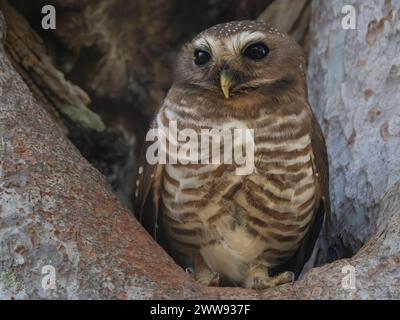 Hibou à sourcils blancs, Athene superciliaris, Parc national de Zombitse-Vohibasia, Madagascar Banque D'Images