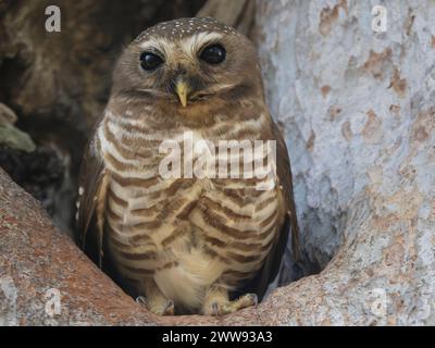 Hibou à sourcils blancs, Athene superciliaris, Parc national de Zombitse-Vohibasia, Madagascar Banque D'Images